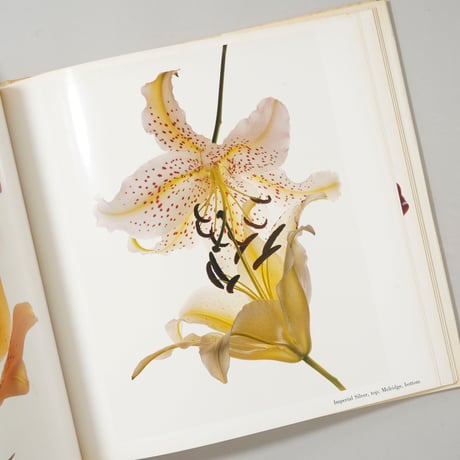 FLOWERS / Irving Penn (アーヴィング・ペン)