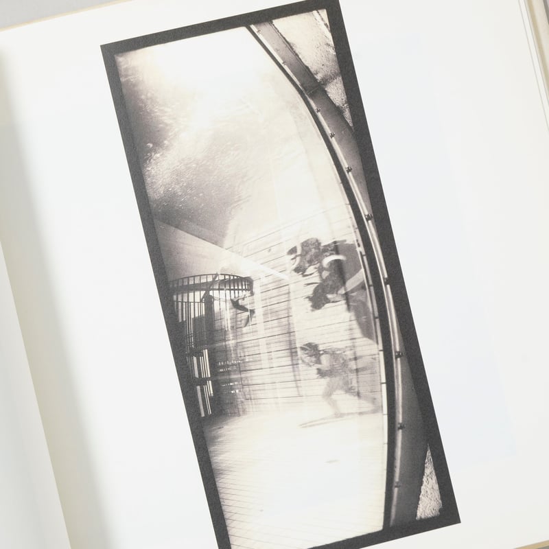 鳥を見る / 野口里佳(Rika Noguchi) | bookobscura｜写真集専門書店