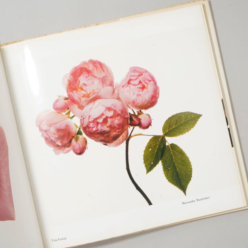 FLOWERS / Irving Penn (アーヴィング・ペン) | bookobscura