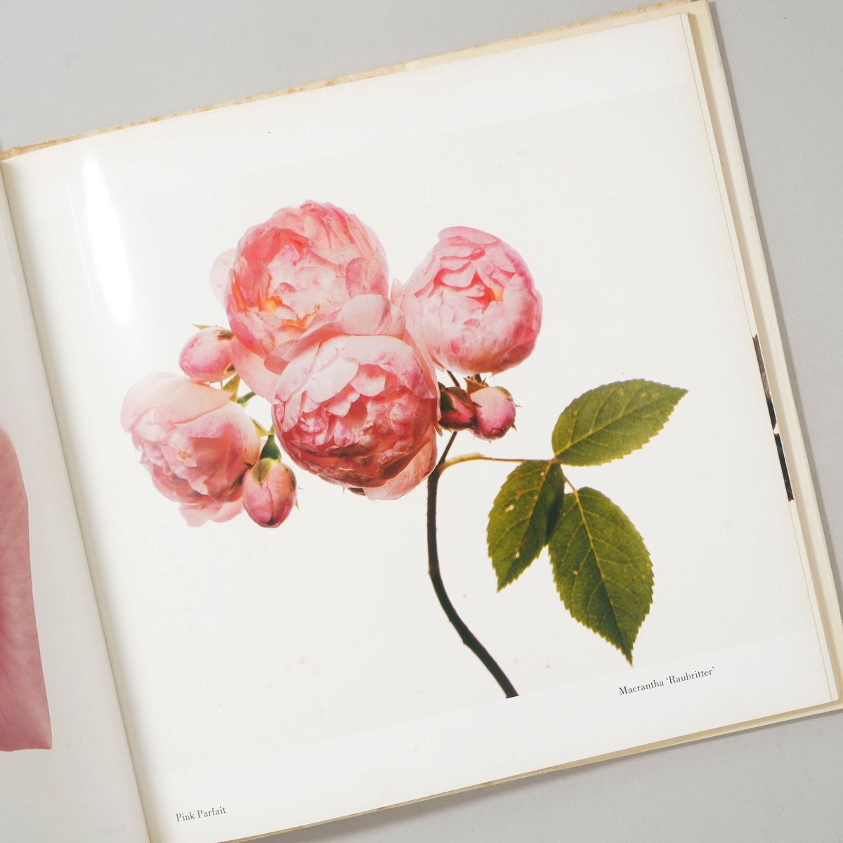 FLOWERS / Irving Penn (アーヴィング・ペン) | bookobscura