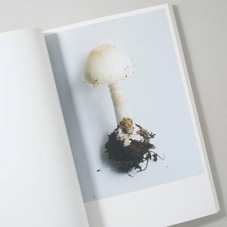 [サイン入/Signed] その森の子供 / ホンマタカシ(Takashi Homma)