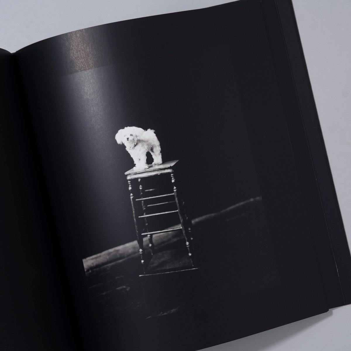 Amazon.co.jp: Paolo Roversi：Storiesパオロロベルシ : おもちゃ