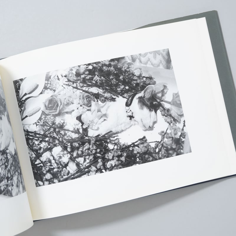 センチメンタルな旅、春の旅 / 荒木経惟(Nobuyoshi Araki) | book ob...