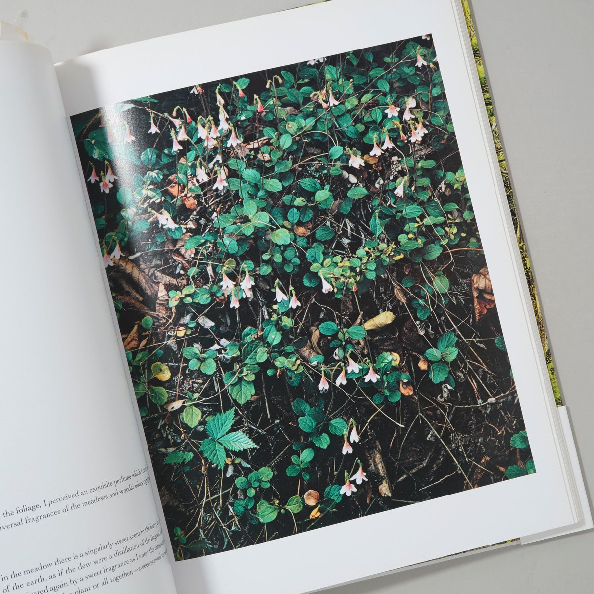 In Wildness Is the Preservation / Eliot Porter(