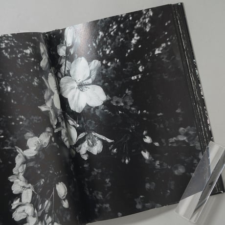 [サイン入/Signed] Ango(日本語版) / 森山大道(Daido Moriyama)