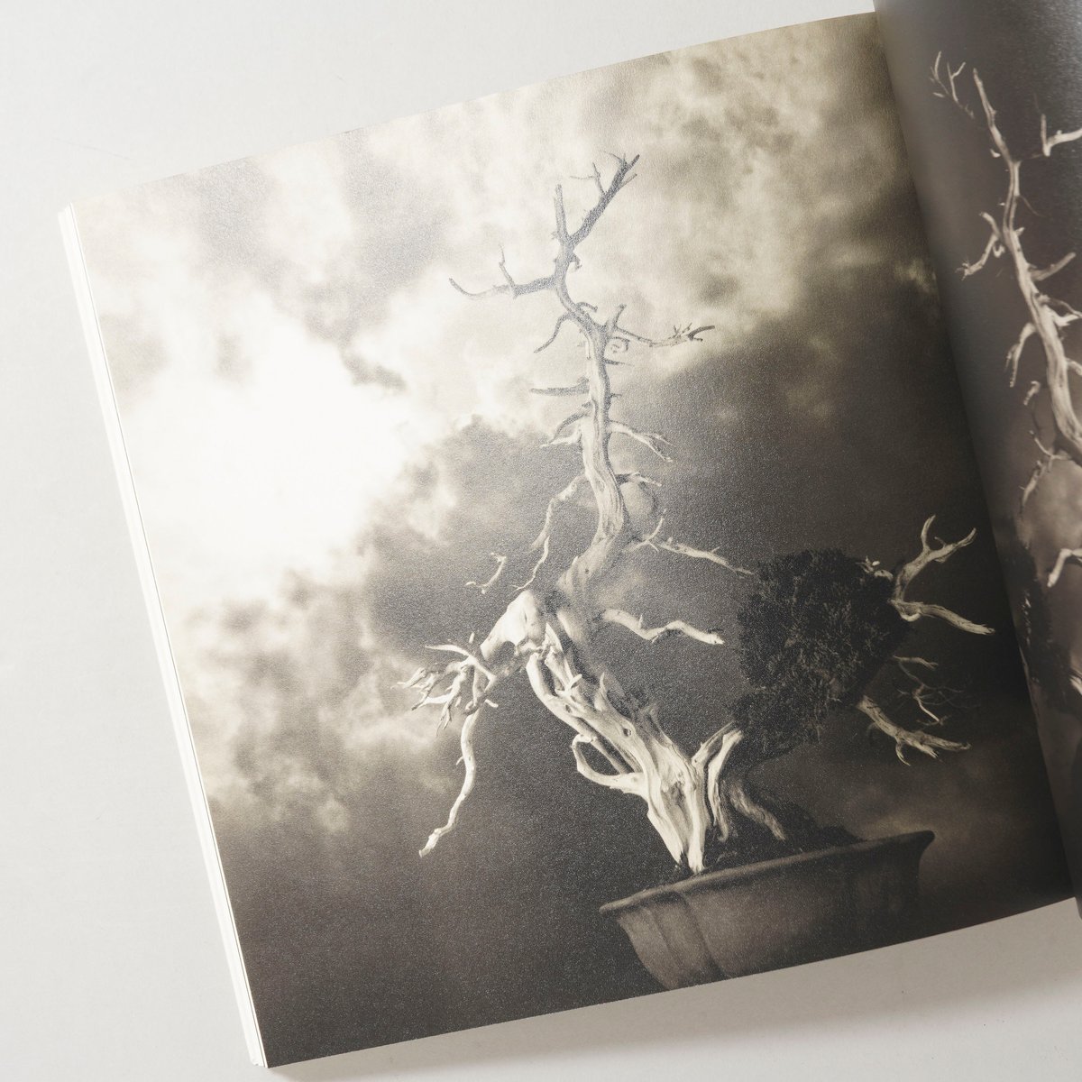 サイン入/Signed] 手中一滴 Bonsai Microcosmos Macrocosm