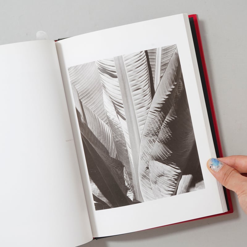 IMOGEN CUNNINGHAM THE MODERNIST YEARS イモジン・カニンハ