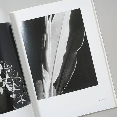 Imogen Cunningham Flora / Imogen Cunningham(イモージン・カニンガム)