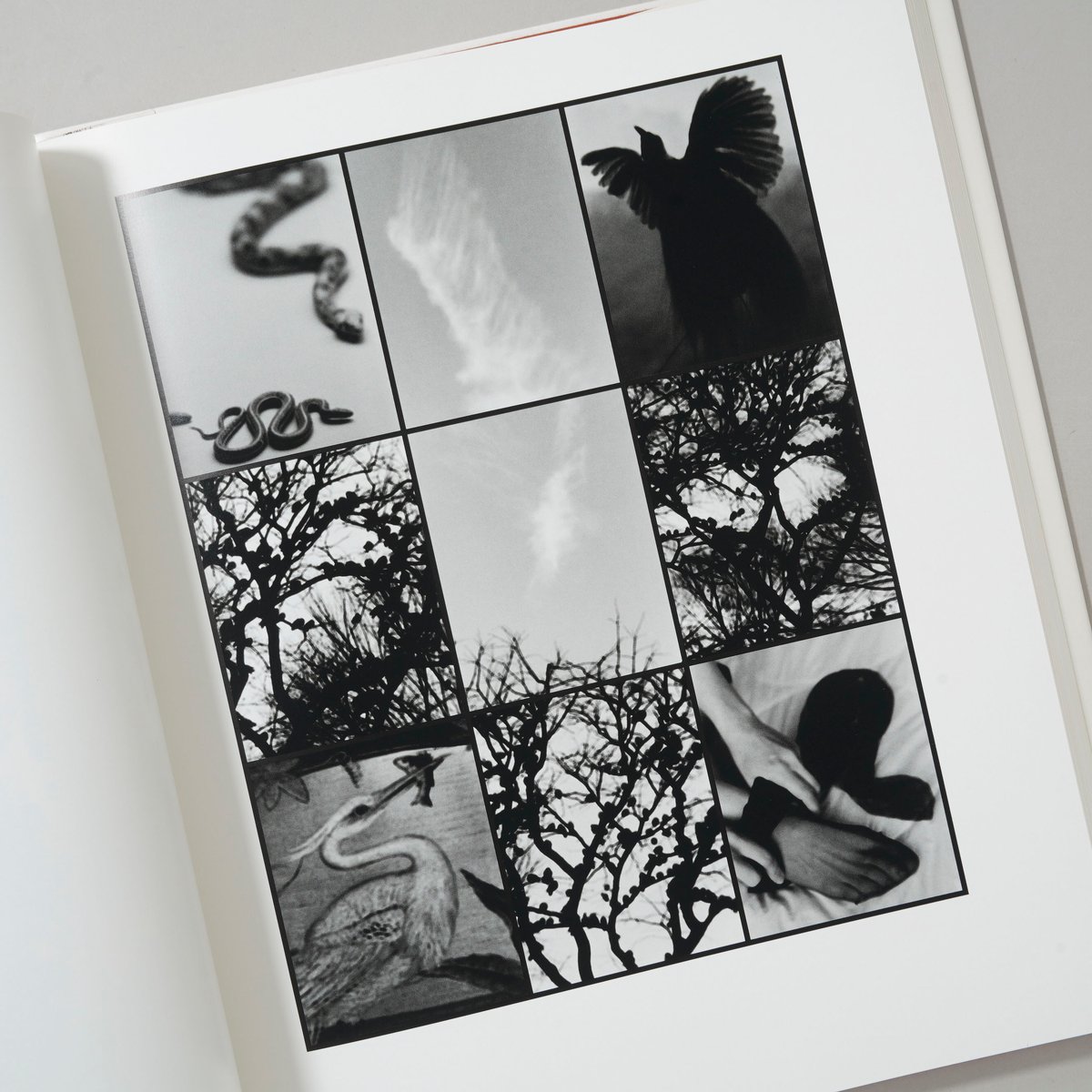 【Cycles ：Judy Dater】サイクルズ/ジュディ・データー　★美本 Cycles サイクルズ / Judy Dater(ジュディ・データー) | bookobsc