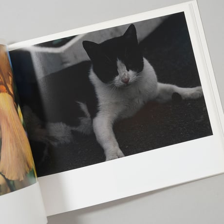 NORTHERN  / 操上和美 (Kazumi Kurigami)