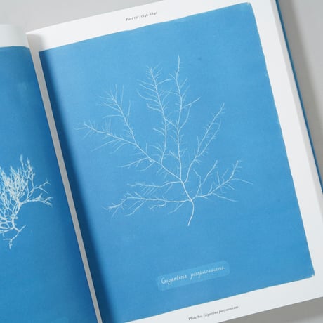 CYANOTYPES / ANNA ATKINS(アナ・アトキンス)