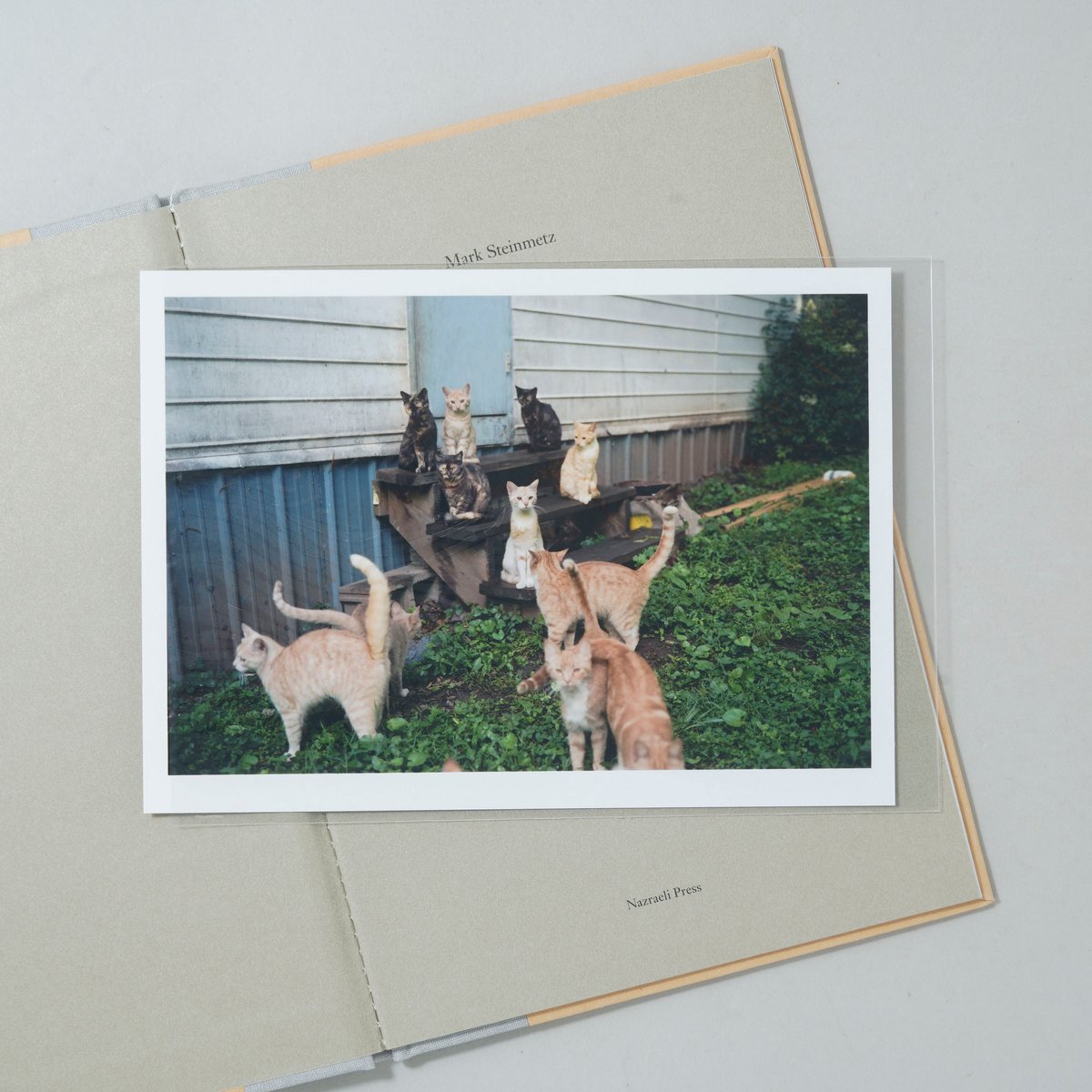 新刊/New]ONE PICTURE BOOK TWO #16 CATS / Mark St