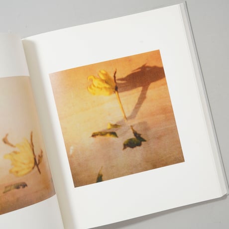 Cy Twombly photographs Lyrical Variations 「サイ・トゥオンブリーの写真」展 変奏のリリシズム / Cy Twombly（サイ・トゥオンブリー）