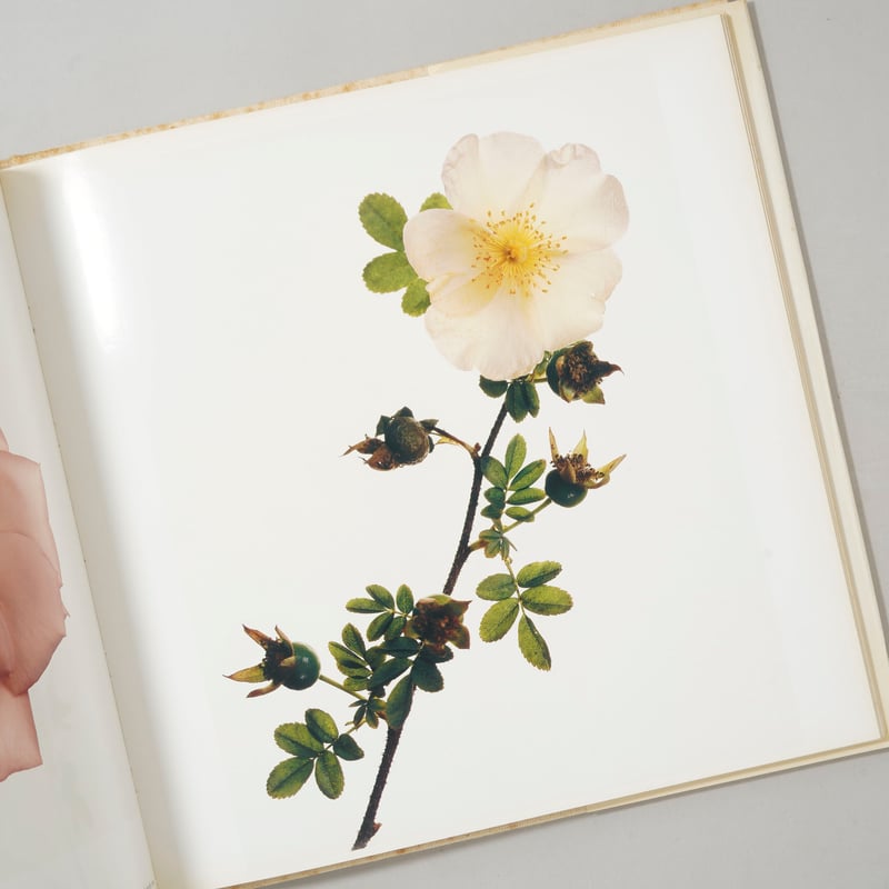 FLOWERS / Irving Penn (アーヴィング・ペン) | bookobscura