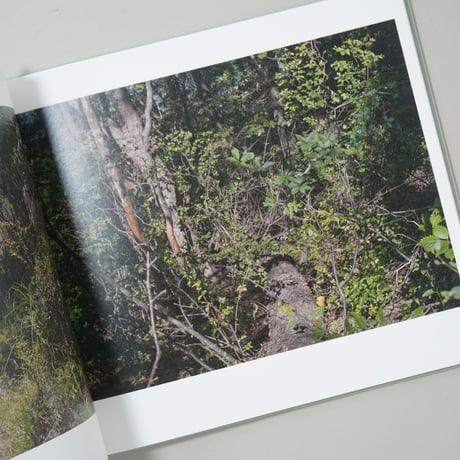 Heliotropic Landscape / 寺崎珠真(Tamami Terasaki)