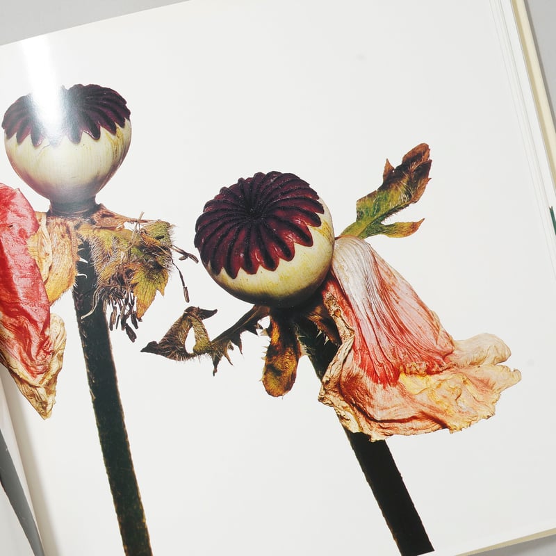 CATEGORY 写真集 ｜ Photography | bookobscura｜写真集専門書