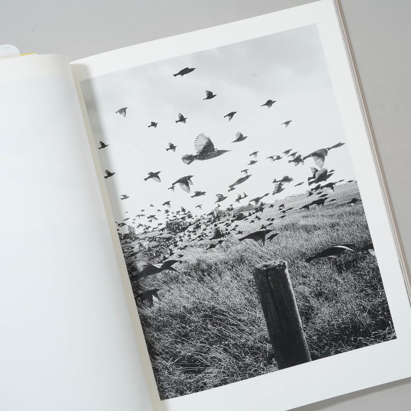 IMA 2019 Summer Vol. 28 スティーブン・ギル IMA 2019 Summer Vol.28 スティーブン・ギルのすべて / Stephen