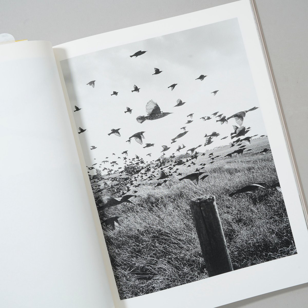 IMA 2019 Summer Vol. 28 スティーブン・ギル IMA LIVING WITH PHOTOGRAPHY 2019 summer Issue Vol.28 特集