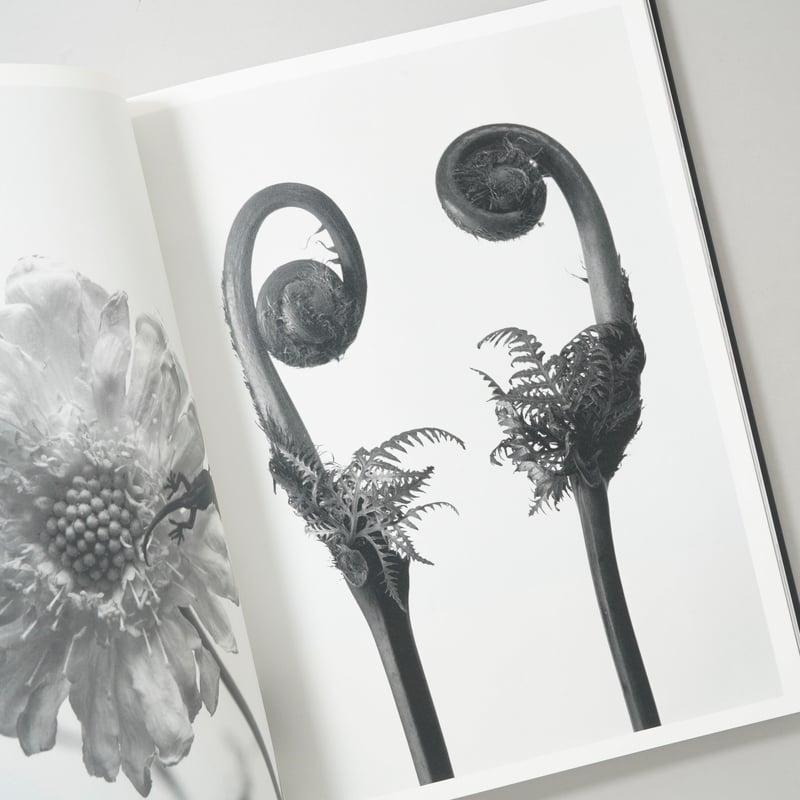 花人生 特別装丁版 / 荒木経惟(Nobuyoshi Araki) | bookobscura