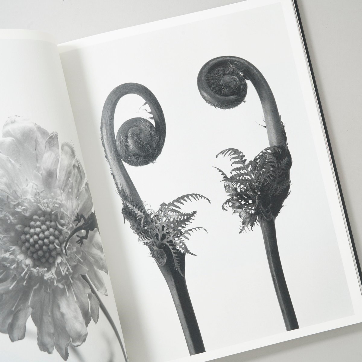 花人生 特別装丁版 / 荒木経惟(Nobuyoshi Araki) | bookobscura