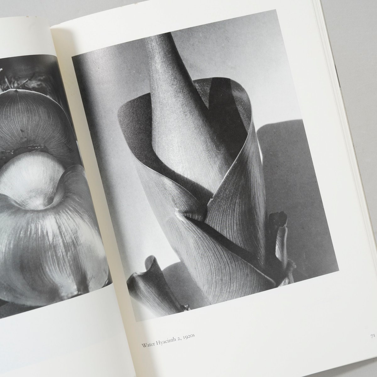 Imogen! Imogen Cunningham Photographs 1910-1973