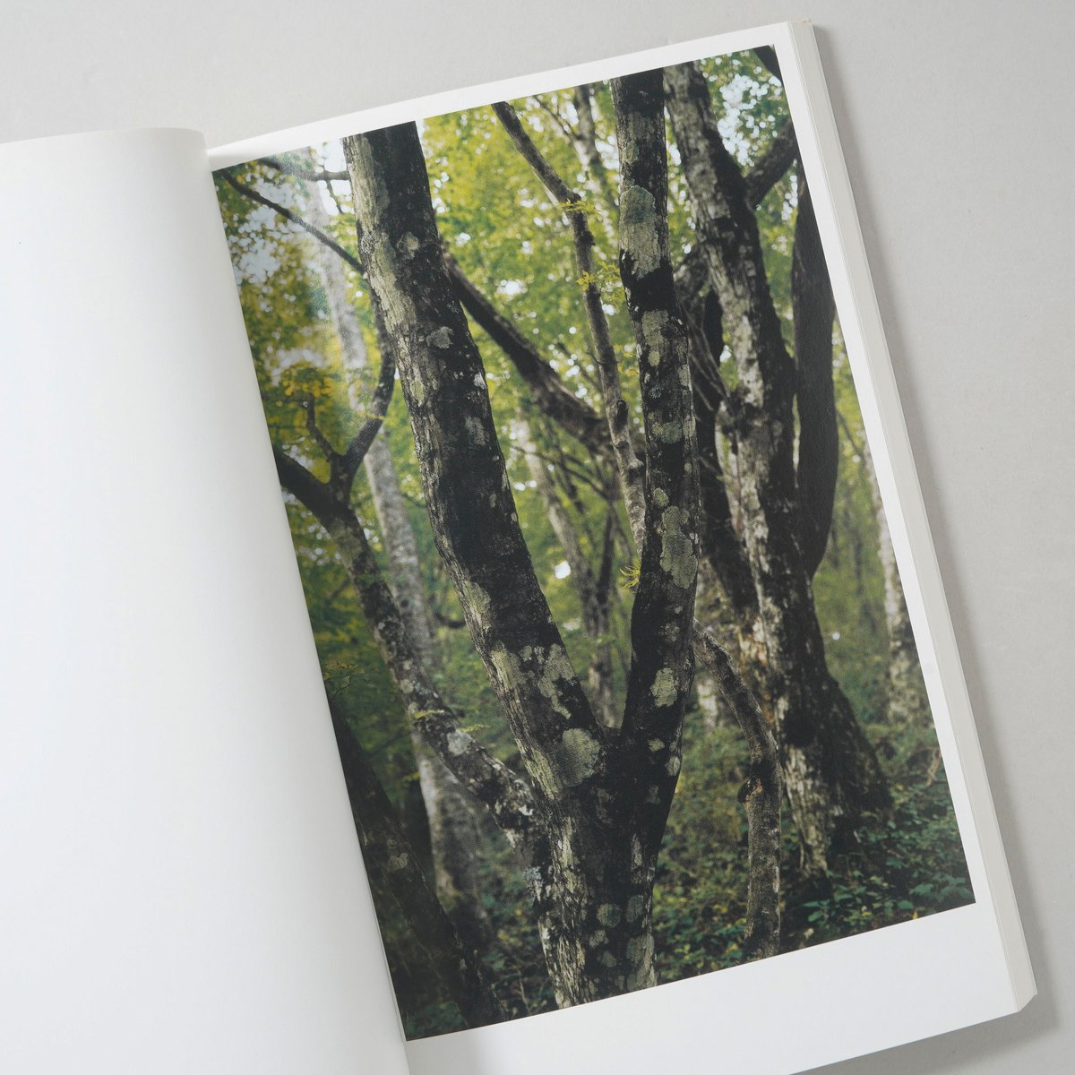 ホンマタカシ 写真集「その森の子供」 サイン入/Signed] その森の子供 / ホンマタカシ(Takashi Homma) |