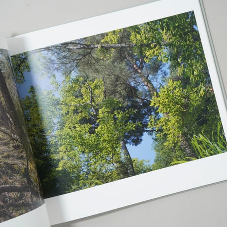 Heliotropic Landscape / 寺崎珠真(Tamami Terasaki)