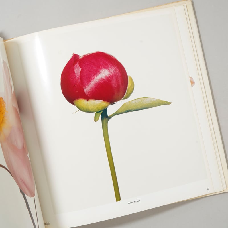 FLOWERS / Irving Penn (アーヴィング・ペン) | bookobscura
