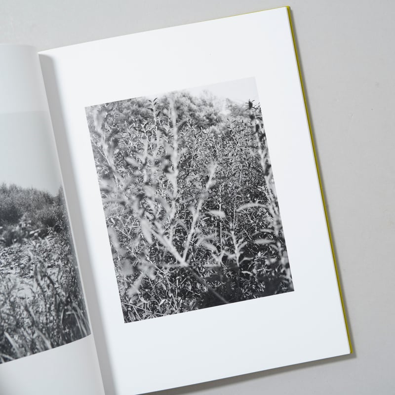 新刊/New]NATUR / Michael Schmidt(ミヒャエル・シュミット) |
