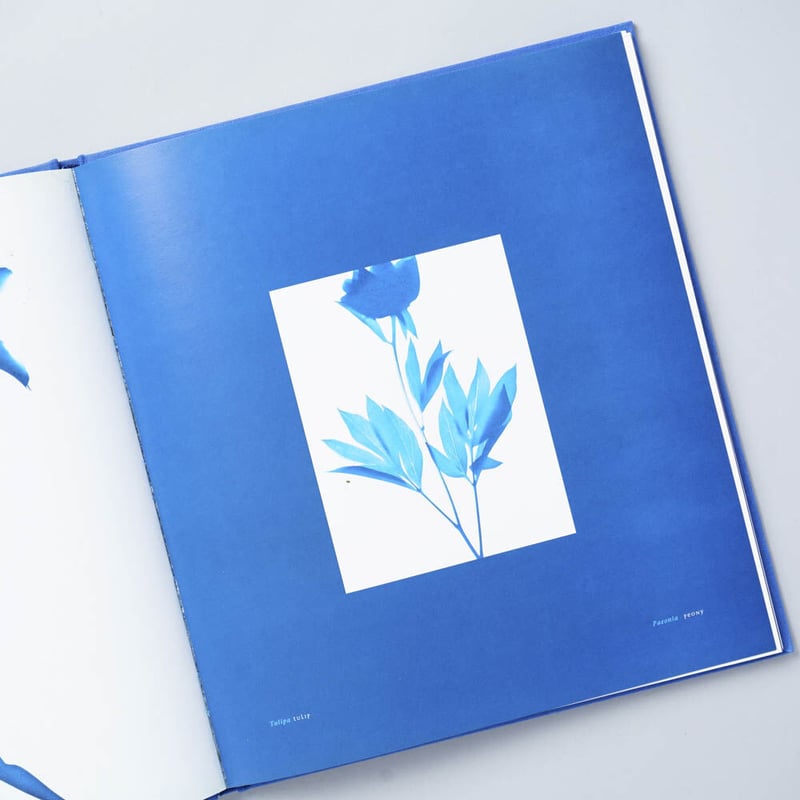 洋書 Blue Prints Zeva Oelbaum 洋書 Blue Prints Zeva Oelbaum BLUE PRINTS / Zeva Oelbaum (セヴァ