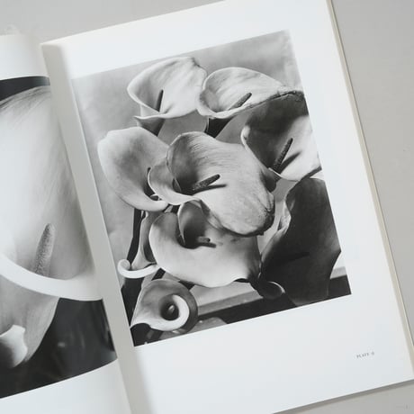 Imogen Cunningham Flora / Imogen Cunningham(イモージン・カニンガム)