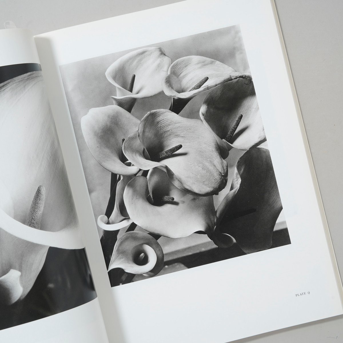 Imogen Cunningham Flora / Imogen Cunningham(イモー