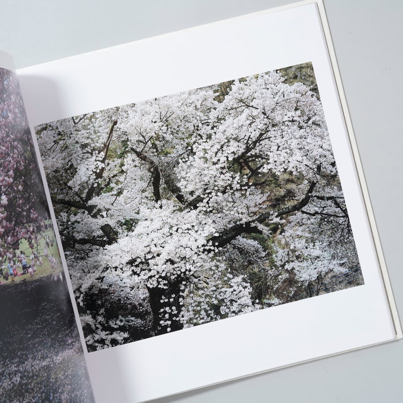 さくら桜サクラ120 / 東松照明(Shomei Tomatsu) | book obscur...