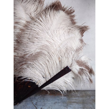 Éventail en plumes