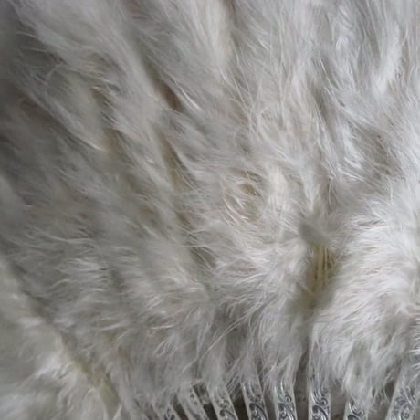 Éventail en plumes   ｓ