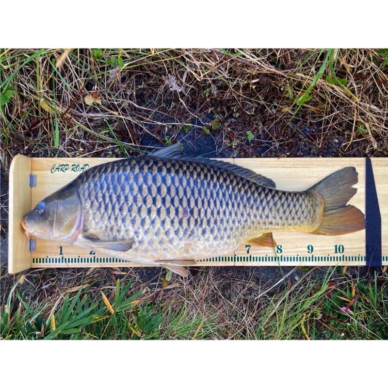 カープボード フルサイズver. | CARPROAD カープロード