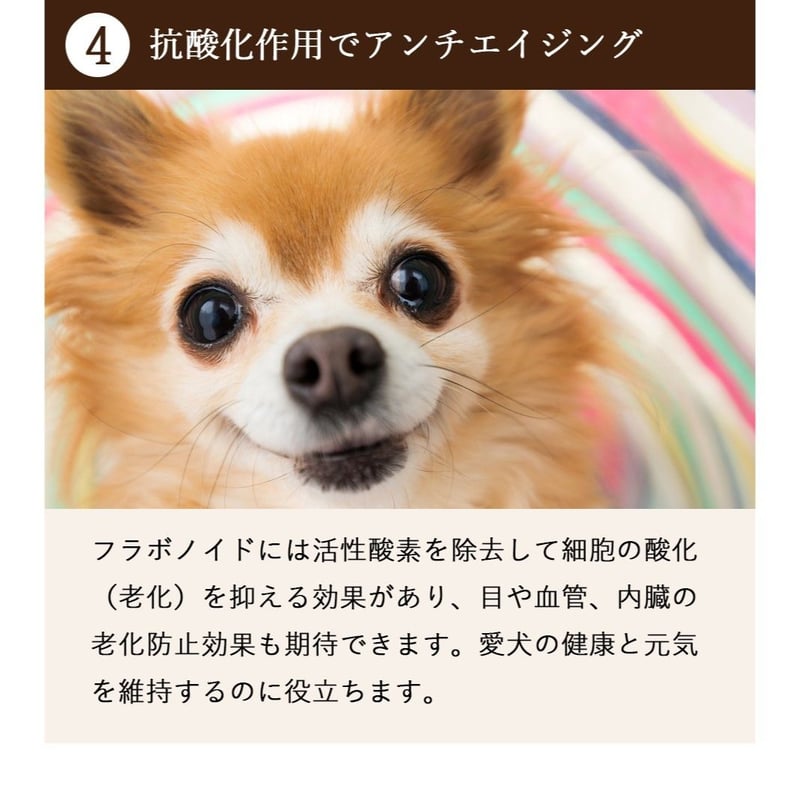 犬用サプリメント 近畿大学と共同開発した国産ドッグフード フラボノキューブ15 100g入 |...