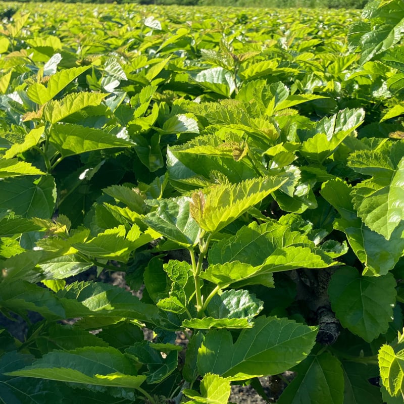神埼桑菱茶1箱（30本）1か月分お試しセット | 田中茶舗STORE