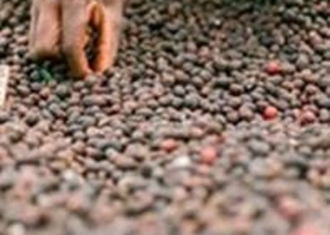 【ETHIOPIA】カッファ ジナブ農園 ゲイシャ G-3 Natural