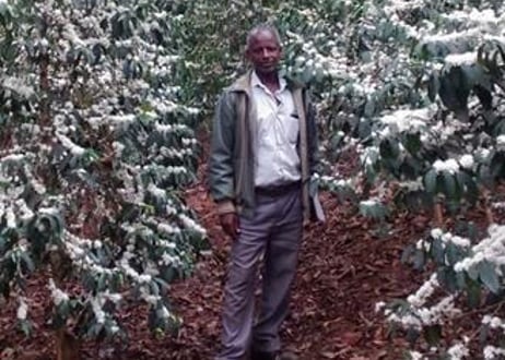 【ETHIOPIA】カッファ ジナブ農園 ゲイシャ G-3 Natural