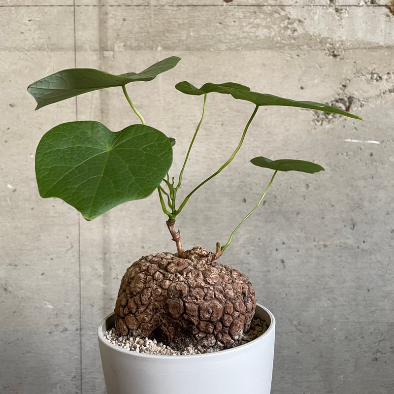 ステファニア スベローサ ステファニア・スベローサ “ Stephania