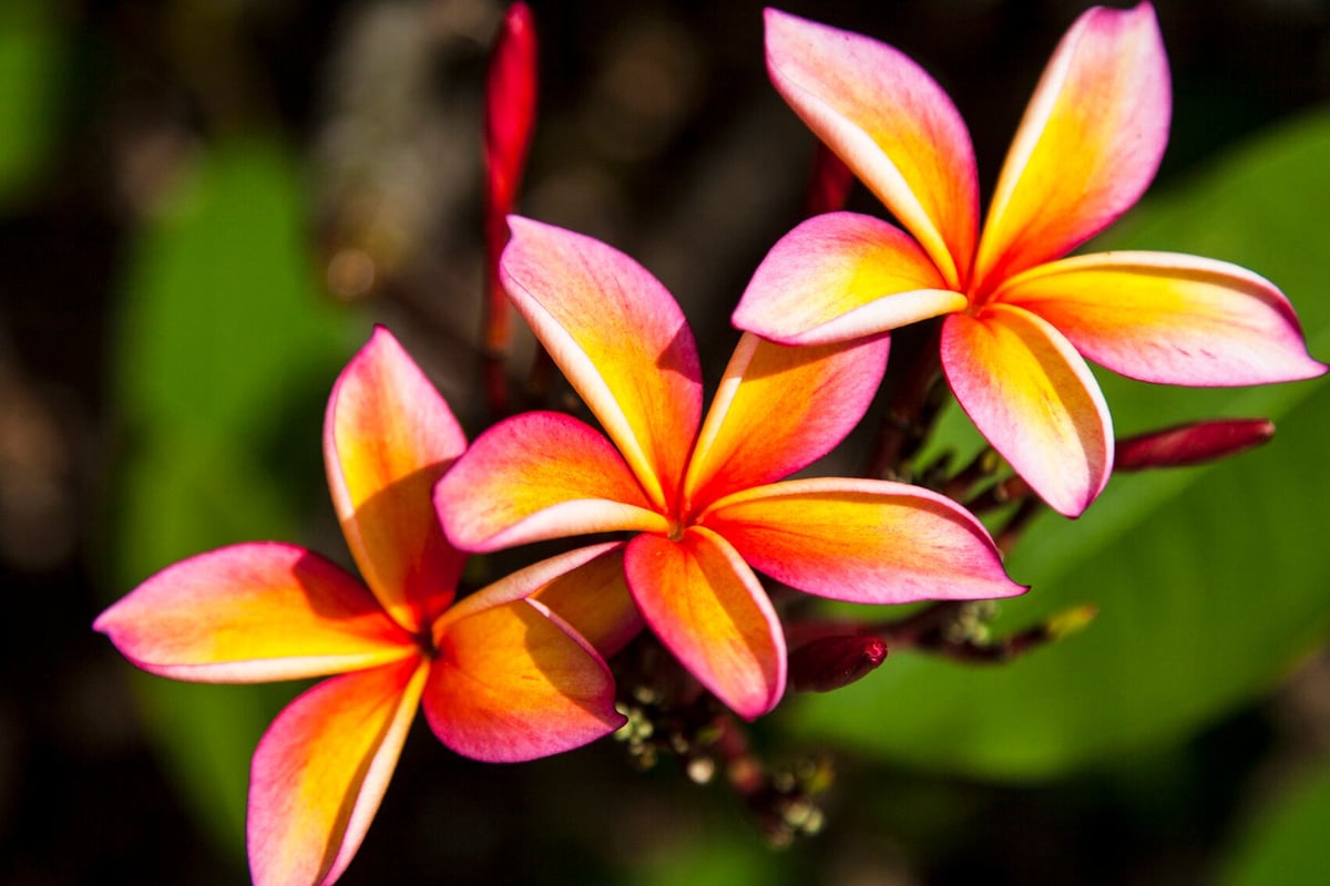 Plumeria Mui Rainbow | Blue Current