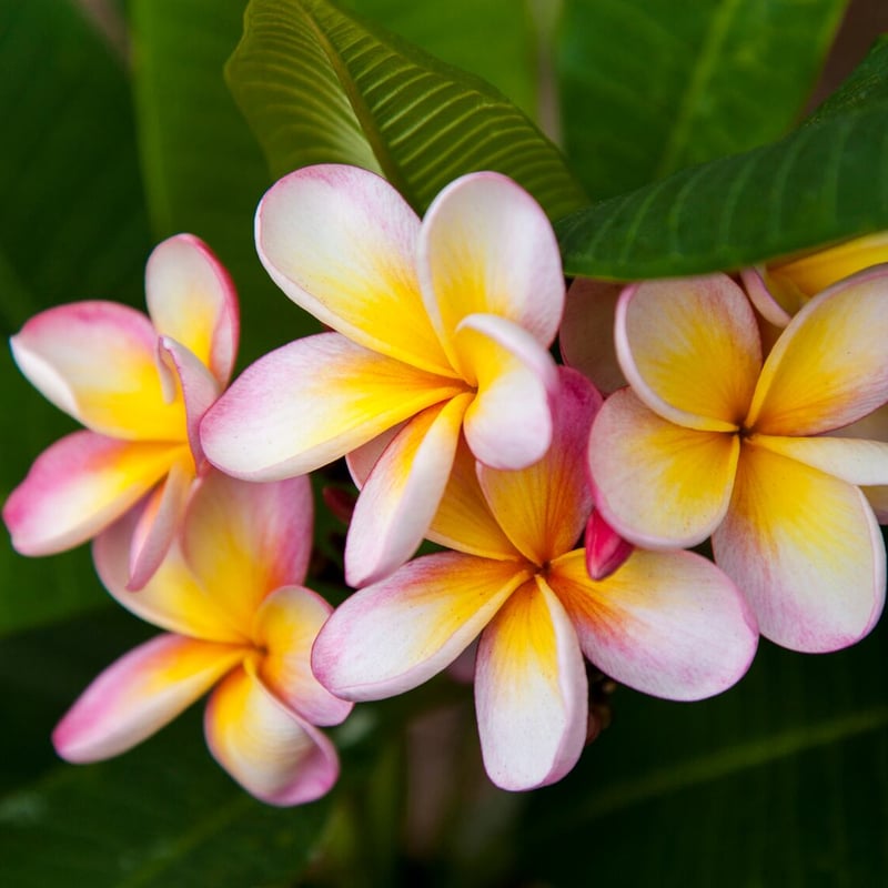 n*＊様 プルメリア　Sweet valentine Plumeria by N n*＊様 プルメリア Sweet valentine Plumeria by N n*＊様 プルメリア