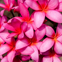 Plumeria Pink