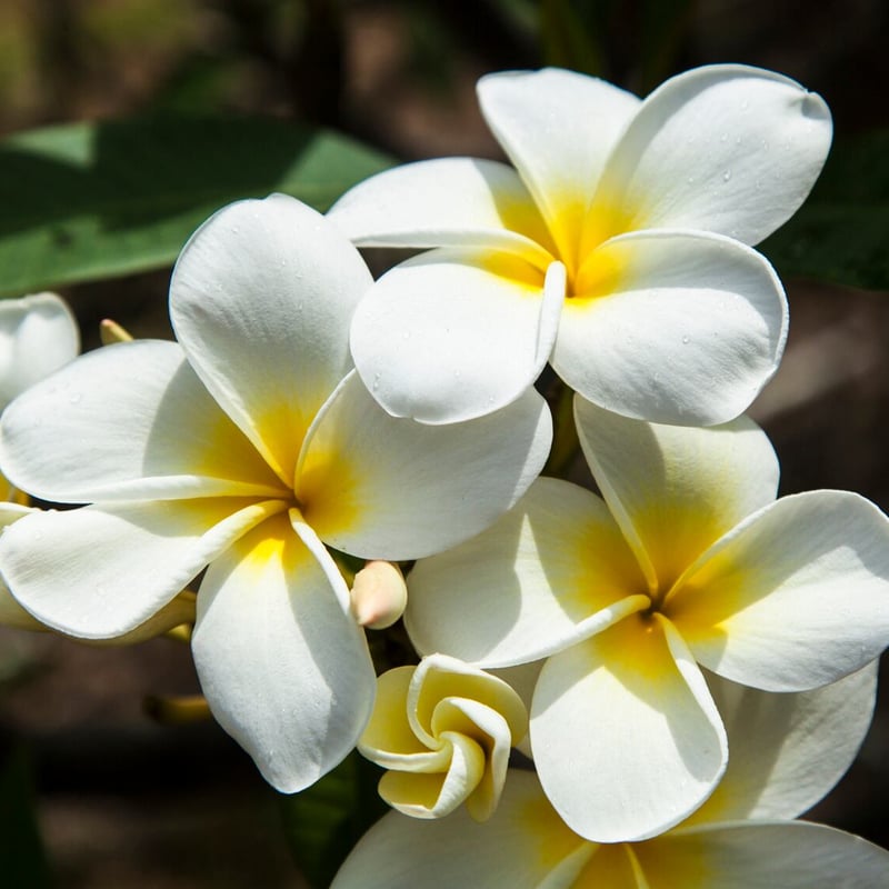 プルメリア  Hawaiian Hawaii産 Plumeria Hawaiian Yellow | Blue Current