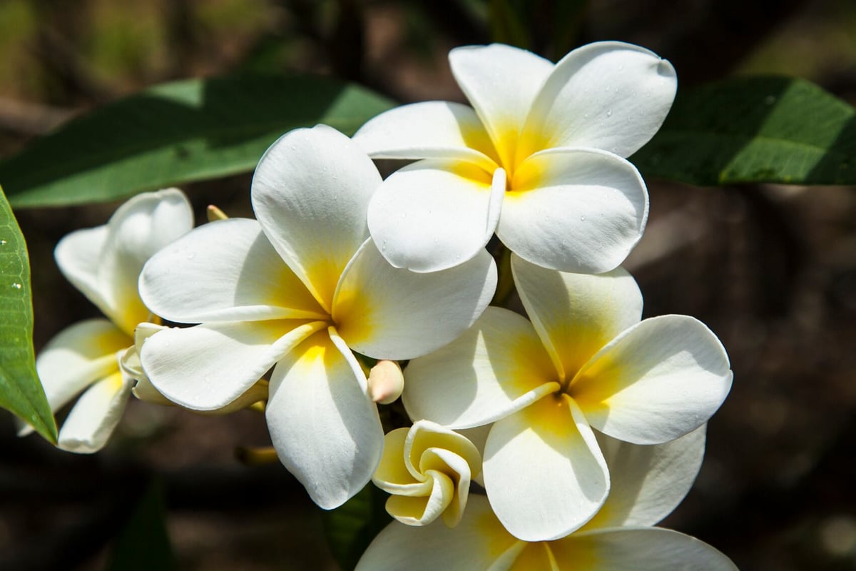 Plumeria Hawaiian Yellow | Blue Current