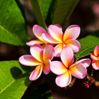 Plumeria Pink-Yellow