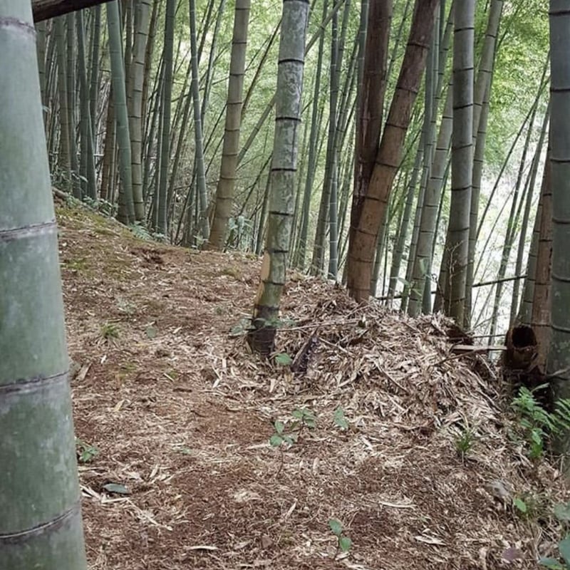 朝採り根付き筍 5kg 朝採り筍 約5kg 米ぬか付き | 産地直送朝採り筍販売所