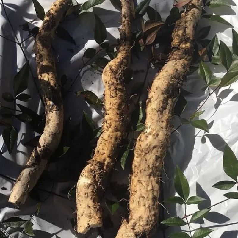 天然 自然薯 500g | 産地直送朝採り筍販売所