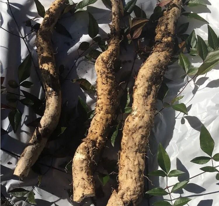 自然薯　天然 天然 自然薯 500g | 産地直送朝採り筍販売所